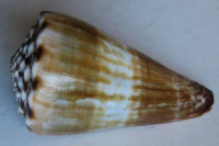 Conus distans, Hwass in Bruguiere, 1792